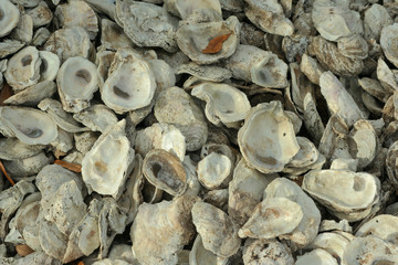 clam shells