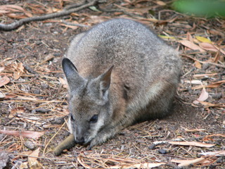 Naklejka na ściany i meble tammar wallaby