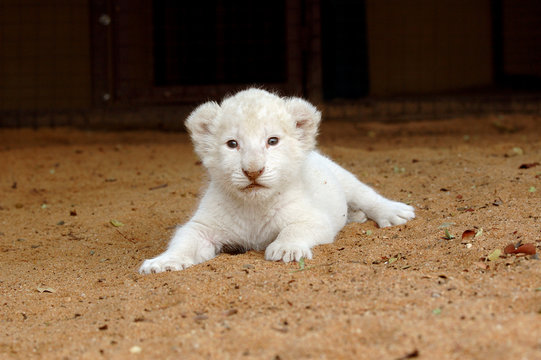 White Lion Cub