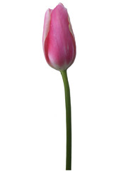 tulip pink_01