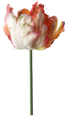 tulip variagate