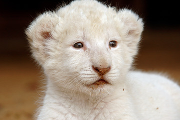 white lion cub