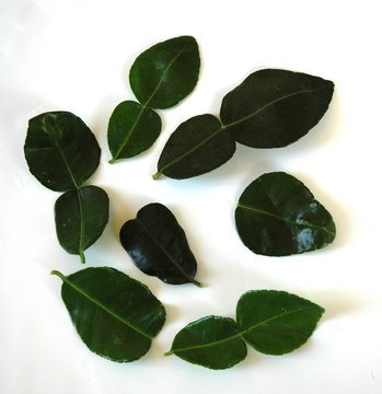 feuilles de kaffir ou de limetier