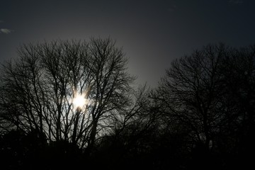 sun through tree