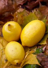 yellow citric still-life