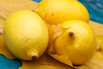 yellow citric still-life