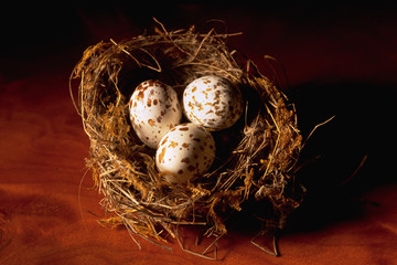 Obraz premium bird’s nest