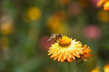 yellow everlasting daisy(brachteantha brachteata)