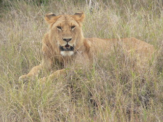 Fototapeta na wymiar Kenia - lionne