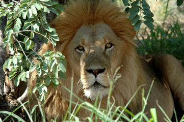 lion