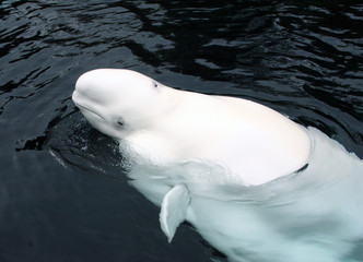 beluga whale - 332312