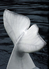 fin of a beluga whale