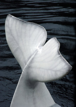 Fin Of A Beluga Whale