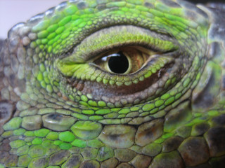 oeil iguane