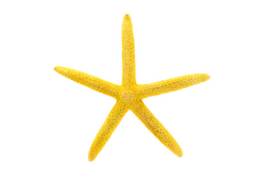 Yellow Starfish