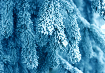 blue frost pine