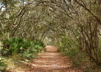Fototapeta premium forest path
