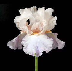 Meubelstickers iris © rimglow