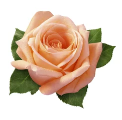 Foto op Plexiglas pink rose © rimglow
