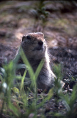 arctic ground squirrel in den