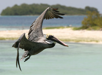 pelican