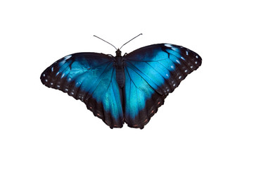 Obraz na płótnie Canvas Motyl 18