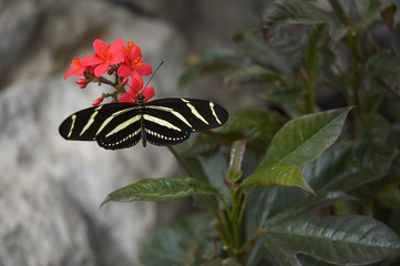 butterfly 37
