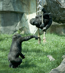 gorillas at play