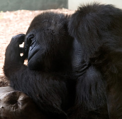 sad gorilla
