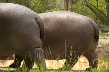 lots of rump