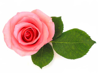 Obraz premium isolated pink rose with green leaf