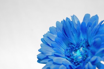 Obraz premium blue flower