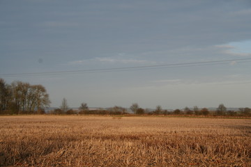 wheat field