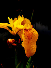 yellow iris   flower