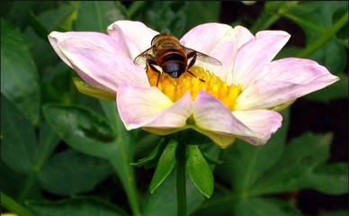 hoverfly