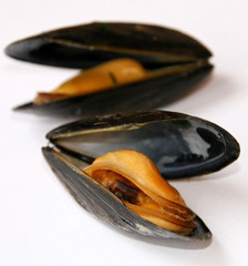 moules