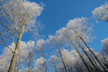arbres gelés - pn 71x028