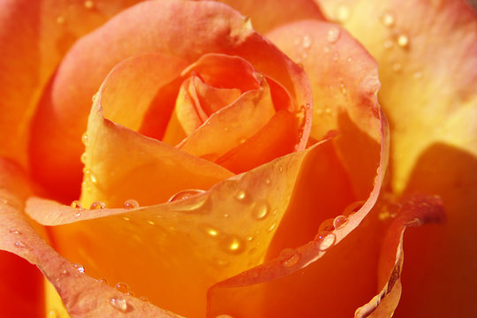  Yellow Orange Rose With Waterdrops