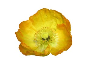 Naklejka premium isolated yellow poppy
