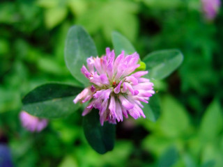 clover flower