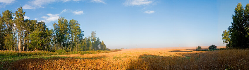 cornfield in the morning