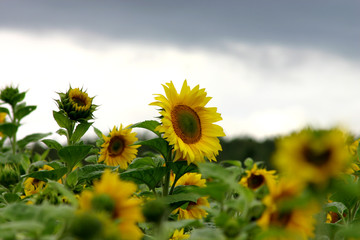sonnenblumen