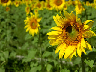 sunflower