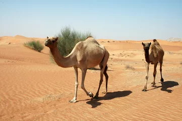 Poster camel trail © JULOR