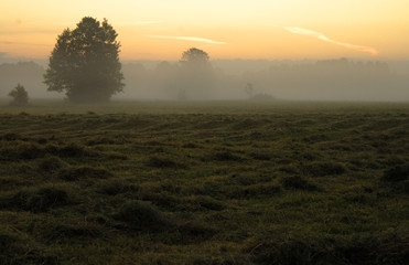 poland-morning fogs on the meadow