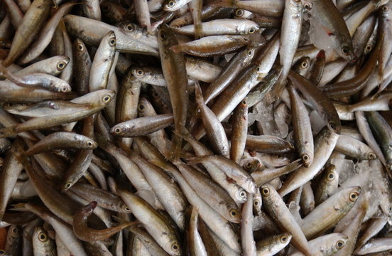 food, sardinen