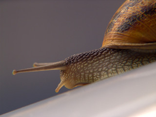 schnecke