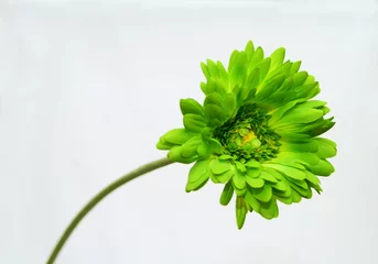 Deurstickers Bloemen green flower