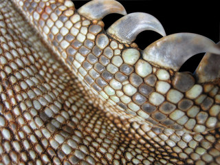 Fototapeta premium crête iguane
