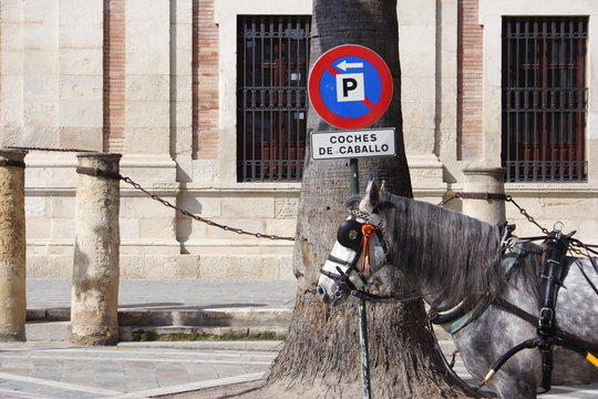 parking equestre